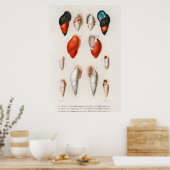 ヴィンテージシーシェルイラストレーション ポスター (キッチン)