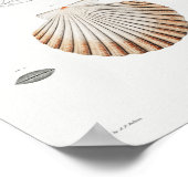 ヴィンテージシーシェルイラストレーション ポスター (角)