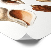 ヴィンテージシーシェルイラストレーション ポスター (角)