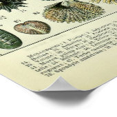 ヴィンテージシーシェルズバイアドルフィミルロ ポスター (角)