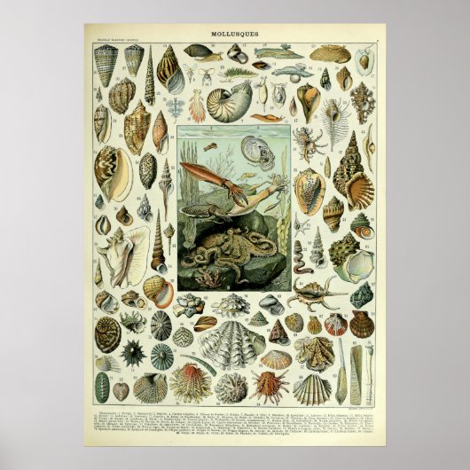 ヴィンテージシーシェルズバイアドルフィミルロ ポスター (正面)