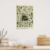 ヴィンテージシーシェルズバイアドルフィミルロ ポスター (キッチン)