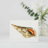 ヴィンテージシーシェルトランペットイラストレーション ポストカード (スタンド正面)