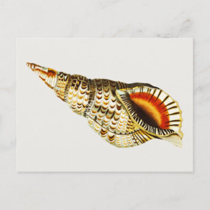 ヴィンテージシーシェルトランペットイラストレーション ポストカード