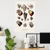 ヴィンテージシーシェルパーソナライズされたレトロオーガーシェル ポスター (ホームオフィス)