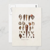 ヴィンテージシーシェルパーソナライズされたレトロオーガーシェル ポストカード (正面/裏面)