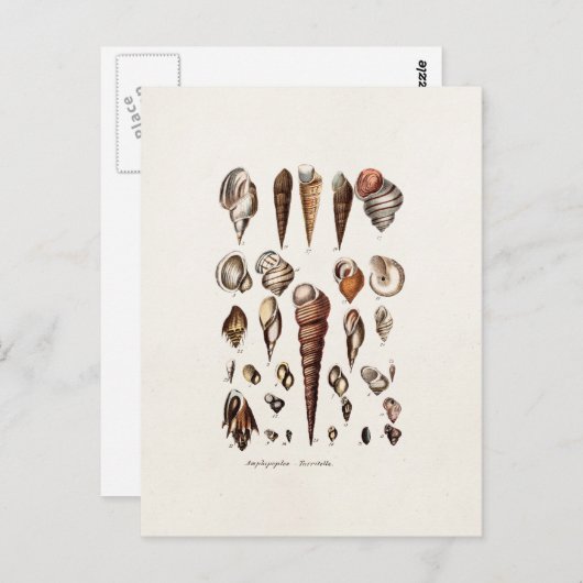 ヴィンテージシーシェルパーソナライズされたレトロオーガーシェル ポストカード (正面/裏面)