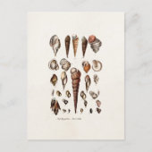 ヴィンテージシーシェルパーソナライズされたレトロオーガーシェル ポストカード (正面)