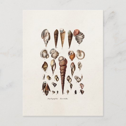 ヴィンテージシーシェルパーソナライズされたレトロオーガーシェル ポストカード (正面)