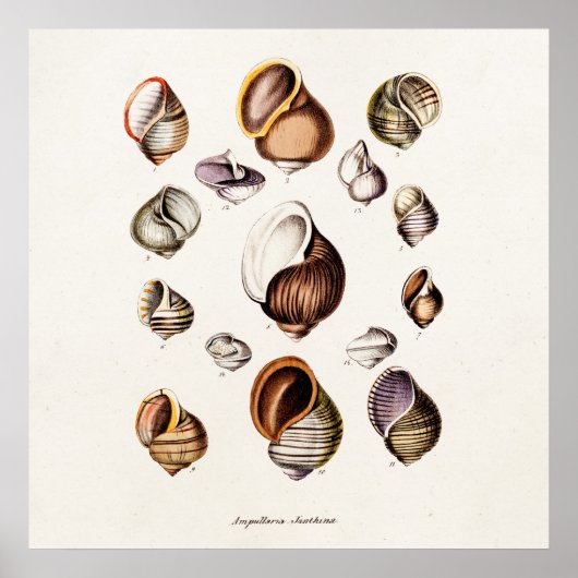 ヴィンテージシーシェルパーソナライズされたレトロカタツムリ貝 ポスター (正面)