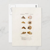 ヴィンテージシーシェルパーソナライズされたレトロカラーシェル ポストカード (正面/裏面)