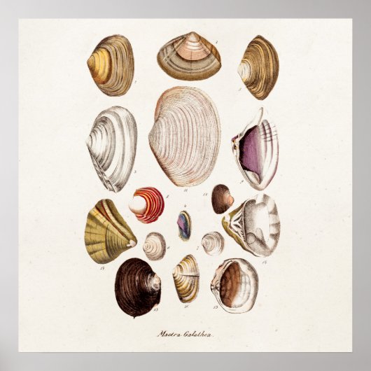 ヴィンテージシーシェルパーソナライズされたレトロクラムシェル ポスター (正面)
