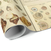 ヴィンテージシーシェルラップ（デコページまたはギフトラップ） ラッピングペーパー (ロールコーナー)