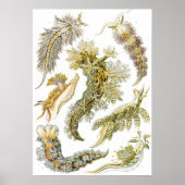 ヴィンテージシースラグとカタツムリby Ernst Haeckel ポスター (正面)