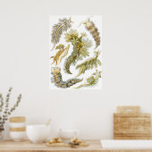 ヴィンテージシースラグとカタツムリby Ernst Haeckel ポスター (キッチン)