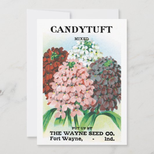 ヴィンテージシードパケットアート、キャンディトゥフトガーデンフラワー (正面)