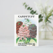 ヴィンテージシードパケットアート、キャンディトゥフトガーデンフラワー ポストカード (スタンド正面)