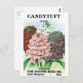 ヴィンテージシードパケットアート、キャンディトゥフトガーデンフラワー ポストカード (正面/裏面)