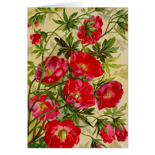 ヴィンテージシードパケットカタログカード、郵便、贈答品 (正面)