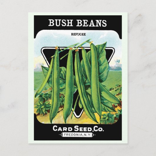 ヴィンテージシードパケットラベルアート、ブッシュ豆の野菜 ポストカード (正面)