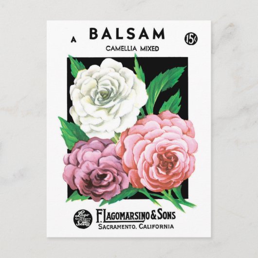 ヴィンテージシードパケットラベルアート、椿の花 ポストカード (正面)