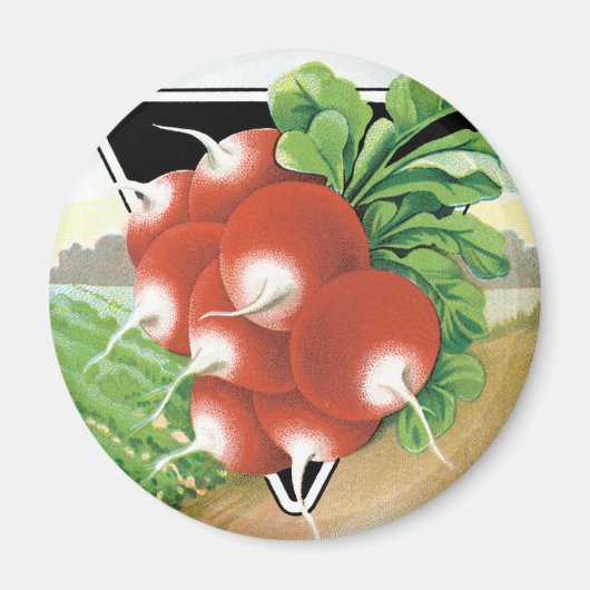 ヴィンテージシードパケットラベルアート、緋の大根 マグネット (正面)