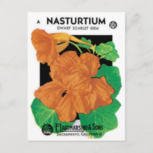 ヴィンテージシードパケットラベルアート、Nasturtium花 ポストカード