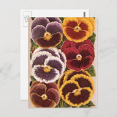 ヴィンテージシードパケットラベル、ガーデンパンジー花 ポストカード (正面/裏面)