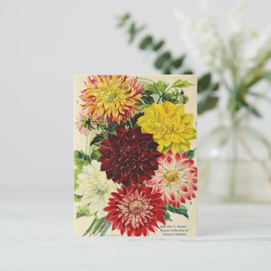 ヴィンテージシード広告はがき ポストカード (スタンド正面)