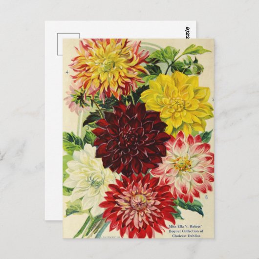 ヴィンテージシード広告はがき ポストカード (正面/裏面)