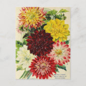 ヴィンテージシード広告はがき ポストカード (正面)