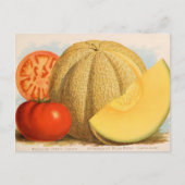 ヴィンテージシード広告はがき ポストカード (正面)