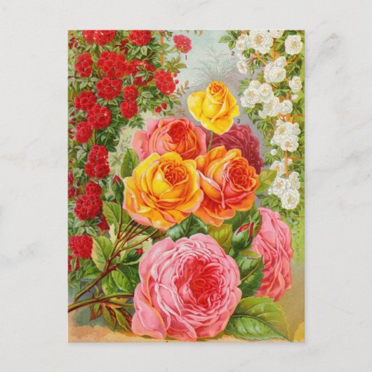 ヴィンテージシード広告はがき ポストカード (正面)