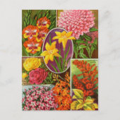 ヴィンテージシード広告はがき ポストカード (正面)