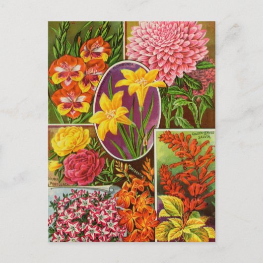 ヴィンテージシード広告はがき ポストカード (正面)