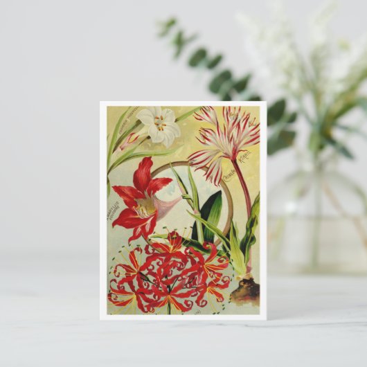 ヴィンテージシード広告はがき ポストカード (スタンド正面)