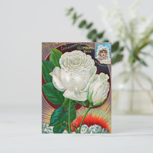 ヴィンテージシード広告はがき ポストカード (スタンド正面)