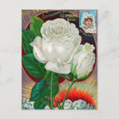 ヴィンテージシード広告はがき ポストカード (正面)