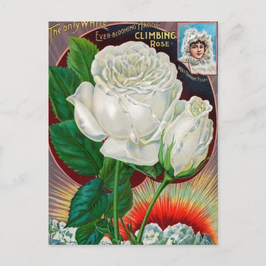 ヴィンテージシード広告はがき ポストカード (正面)