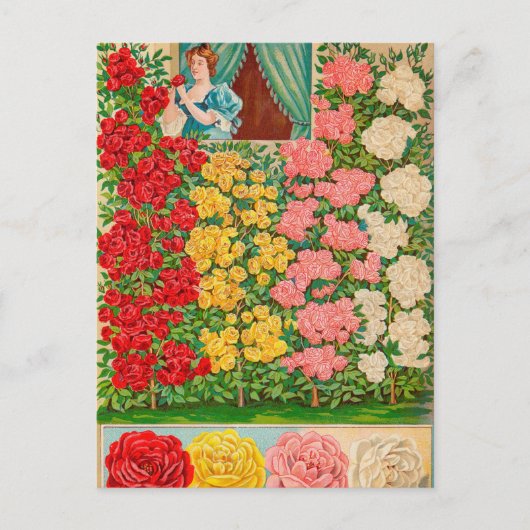 ヴィンテージシード広告はがき ポストカード (正面)