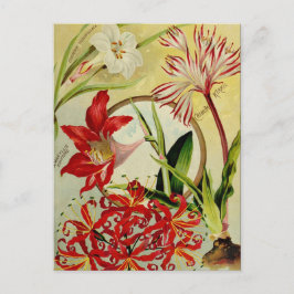 ヴィンテージシード広告はがき ポストカード