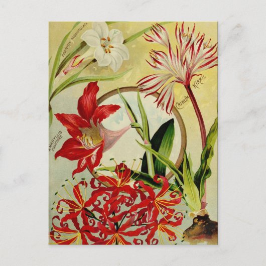 ヴィンテージシード広告はがき ポストカード (正面)