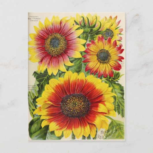 ヴィンテージシード広告はがき ポストカード (正面)