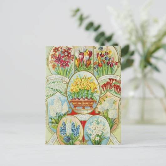 ヴィンテージシード広告はがき ポストカード (スタンド正面)