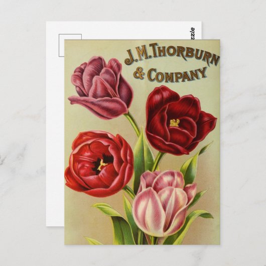 ヴィンテージシード広告はがき ポストカード (正面/裏面)