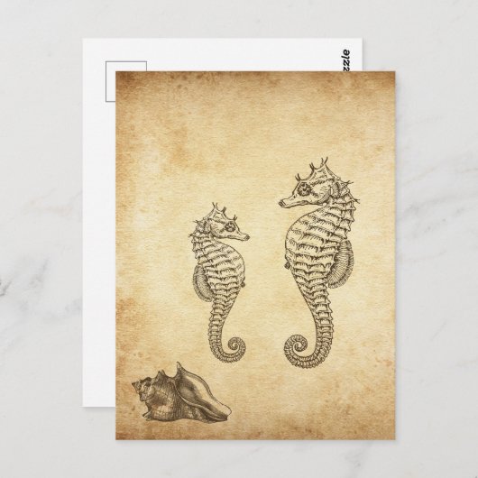 ヴィンテージシーホースとコンチシェルビーチ ポストカード (正面/裏面)