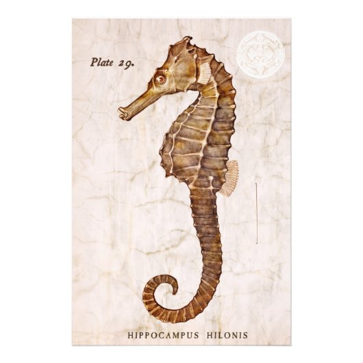 ヴィンテージシーホース – アンティークシーホースカスタマイズ フォトプリント            (正面)