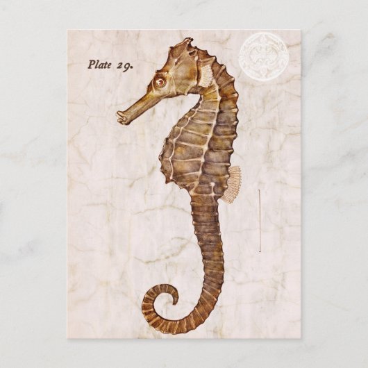 ヴィンテージシーホース – アンティークシーホースカスタマイズ ポストカード (正面)