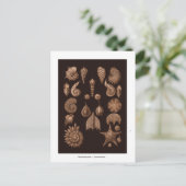 ヴィンテージシーライフイラストレーションはがき ポストカード (スタンド正面)