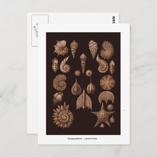 ヴィンテージシーライフイラストレーションはがき ポストカード (正面/裏面)